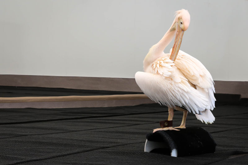 Ricky The Pelican at The Clearwater Marine Aquarium